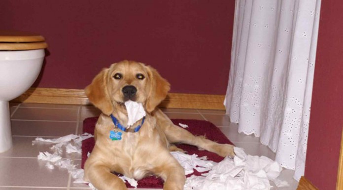 A estas mascotas las han pillado haciendo trastadas tan graciosas que no podían dejar de ser fotografiadas ¡mira qué caritas!