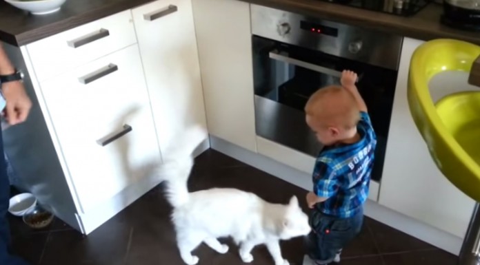 Alucinarás cuando veas cómo reacciona este gato cuando intuye que el bebé está en peligro ¡Increíble!