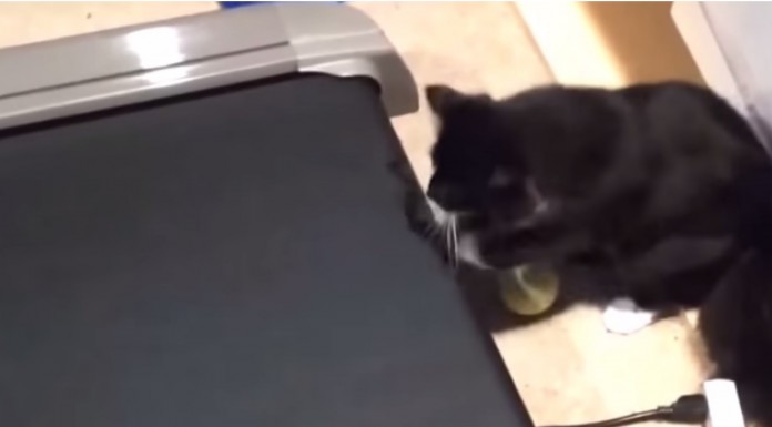 Definitivamente los gatos son unos animales únicos xD No te pierdas este vídeo de gatos graciosos que seguro que te encantará