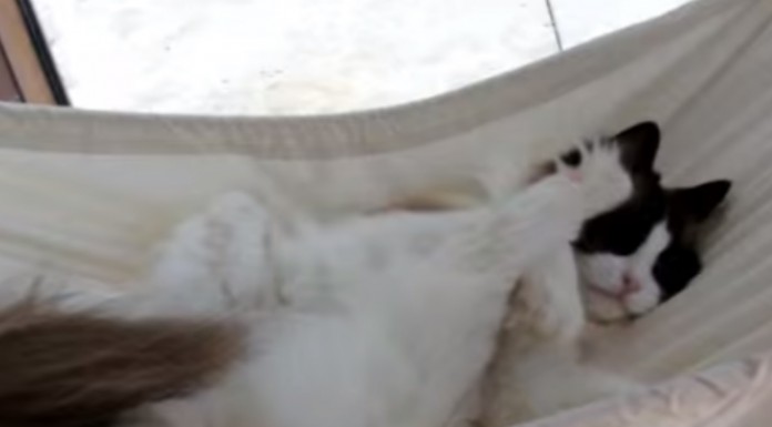 Este gato intenta por todos los medios disfrutar de una cómoda hamaca pero no le resulta nada fácil ¿lo conseguirá? No te pierdas este vídeo gracioso de un gato encantador