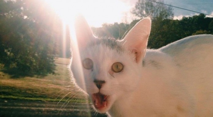 Estos gatos están muy sorprendidos ¡Mira qué caras de sorpresa tan graciosas! xD