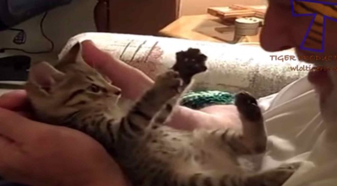 A estos gatos no les acaba de hacer demasiada gracia que les den besos ni les den abrazos xD