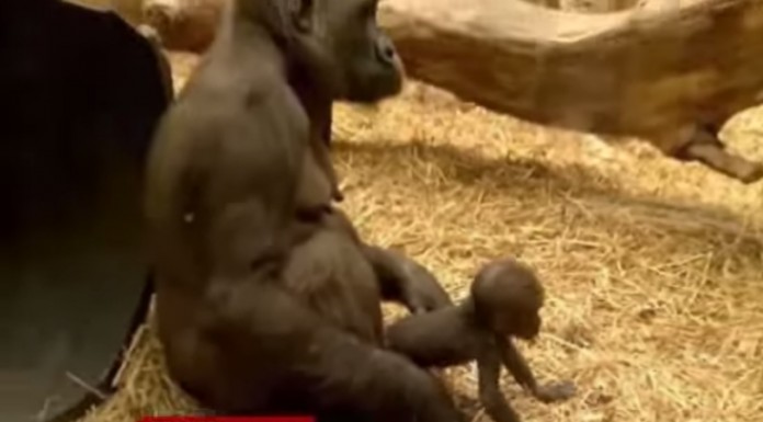 No te pierdas este adorable bebé gorila dando sus primeros pasos en el mundo ¡para comérselo a besos!