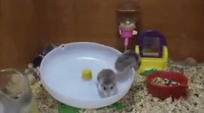 Mira qué graciosos son estos dos hamsters cuando empiezan a jugar juntos ¡jajajaja!