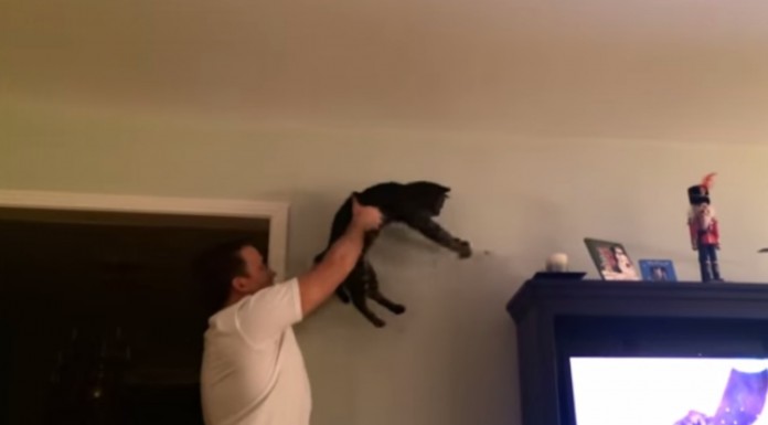 Este hombre tenía un enorme insecto en casa y ¿qué hizo? ¡Le pidió ayuda a su gato! Increíble xD