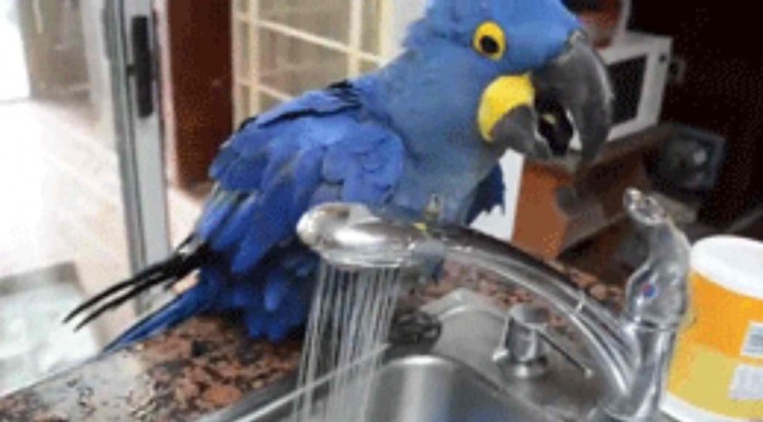 No te podrás creer lo inteligente que llega a ser este loro ¡tiene sed y mira lo que hace! Brutal