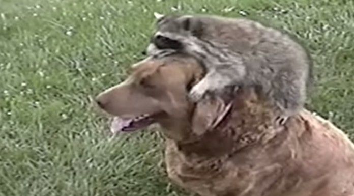 Mira qué bien se lo pasan estos perros con el mapache ¡Amistad auténtica!