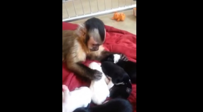 Mira este adorable mono cómo cuida y juega con cachorros de perros ¡Realmente entrañable!