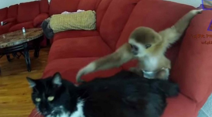 Todos sabemos que los monos son unos animales muy traviesos pero ¿qué pasa cuando los juntas con gatos o perros? No te pierdas este vídeo