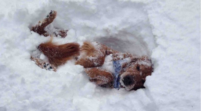 Estos animales no tenían ni idea de que la nieve fuera tan profunda ¡acaban hundiéndose! jajaja