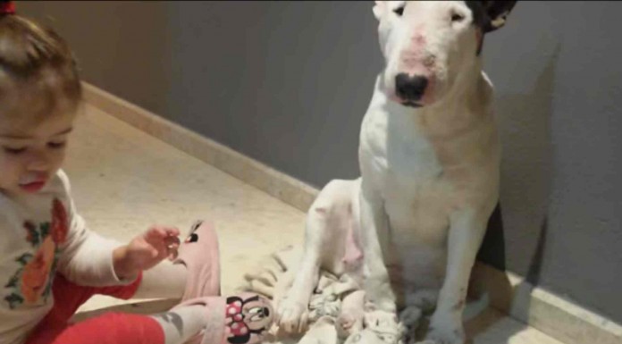 Esta niña quiere ser doctora de mayor pero mientras tanto se entrena con su perro ¡no te pierdas este vídeo tan divertido!