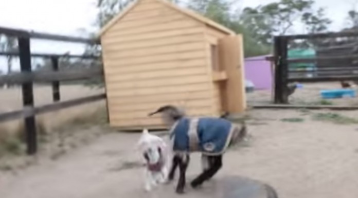 Mira qué felices son estos animales