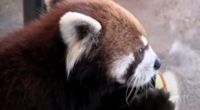 Mira este vídeo adorable en el que un panda rojo se come un pedazo de manzana ¡bellísimo!