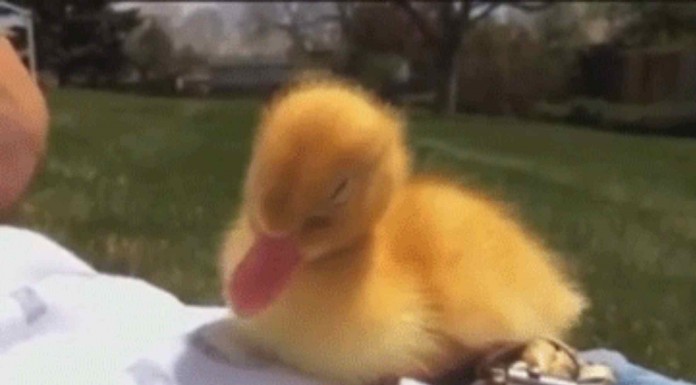 Mira qué pato tan adorable ¡no puede controlar las ganas de dormir! :)