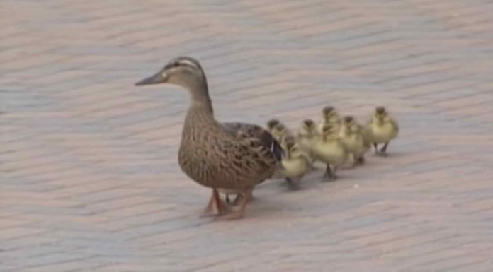 Mira qué cosa tan graciosa les pasa a esta familia de patitos cuando sopla el viento xD