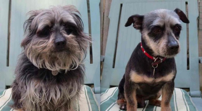 No te podrás creer lo diferentes que lucen estos perritos cuando les cortan el pelo en la peluquería canina ¡no parecen los mismos!