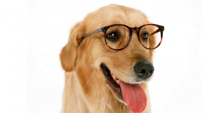 Este vídeo demuestra que los perros son unos animales SÚPER inteligentes ¡alucinarás!