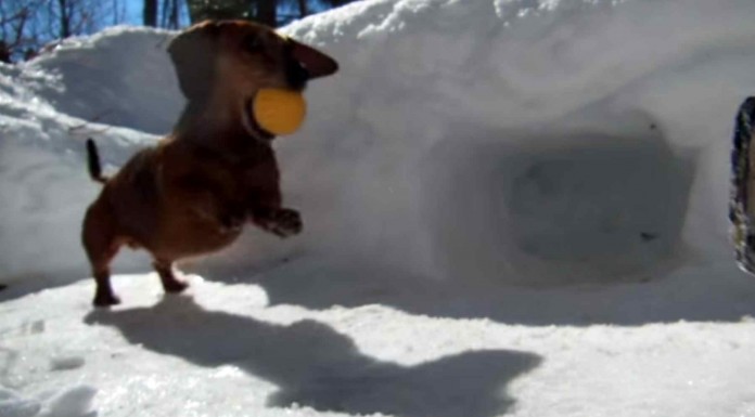 Mira qué bien se lo pasa este perro jugando con una pelota en la nieve ¡adorable!