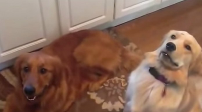 No te pierdas la cara tan graciosa que tiene esta perra Golden Retriever cuando no puede alcanzar la comida que le lanzan ¡Súper graciosa!