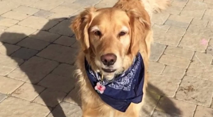 Este perro quiere aprender a atrapar comida que le tiran desde el cielo y el pobre lo intenta pero ¿lo conseguirá?