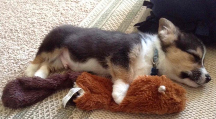 Son realmente hermosos estos animalitos cuando se quedan dormidos ¡mira qué caritas tan lindas!