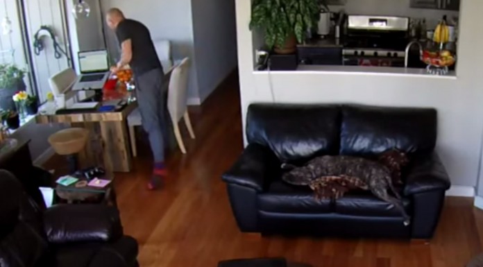 Este perro está tan dormido que ni siquiera se da cuenta de lo que pasa a su alrededor ¡no te pierdas este vídeo divertido!