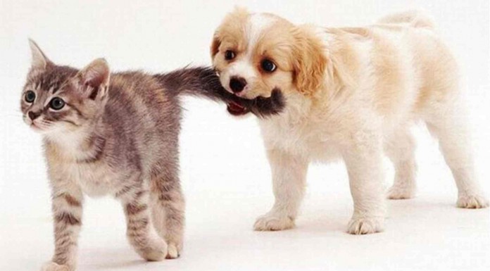 Estos perros y estos gatos definitivamente no se llevan demasiado bien… ¡mira este vídeo gracioso, te partirás de la risa!