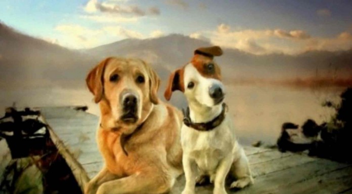 Estos perros estaban jugando tranquilamente cuando la dueña les llamó ¡no te creerás lo que hace uno de ellos!