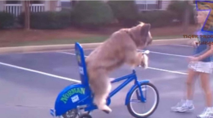 Estos animales son super astutos ¡no te creerás lo que saben hacer! jajaaj