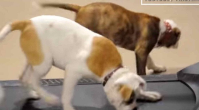 Estos perros también quieren controlar su figura haciendo un poco de running en casa ¡divertidísimo!