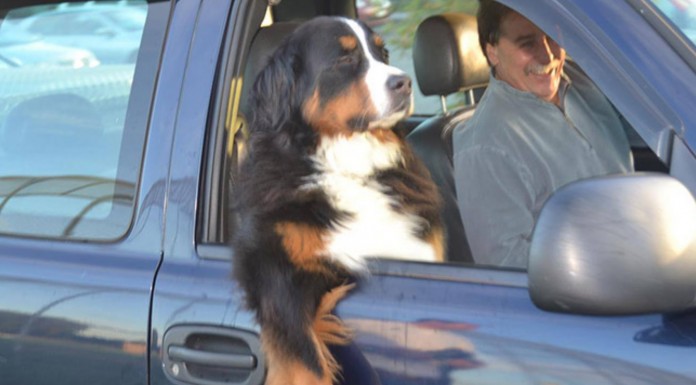 Estos perros se sientan del mismo modo en cómo lo hace una persona ¡y el resultado es super gracioso!