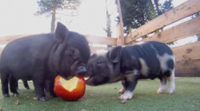 Te morirás de amor cuando veas a estos adorables cerditos comiéndose una manzana ¿cómo pueden ser tan lindos?