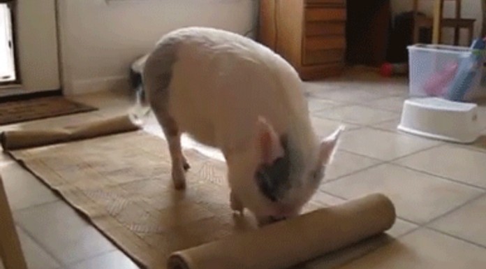 Alucinarás con lo inteligente que llega a ser esta cerdita que se llama Lucy ¡no te podrás creer lo adorable que es!