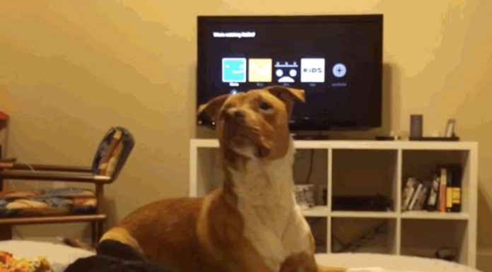 No te pierdas esta batalla increíble entre un pit bull y una mariquita, ¿quién crees que ganará?