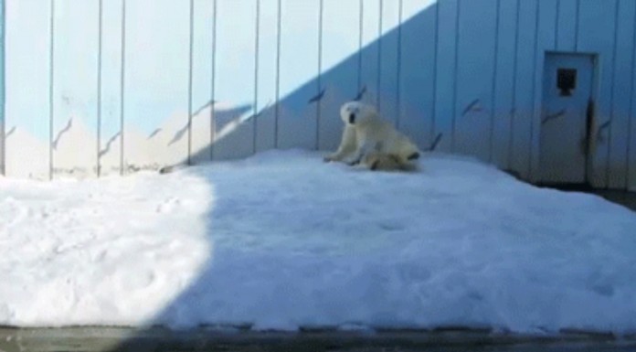 Este oso polar no tiene ningún tipo de problema en ir a buscar lo que más quiere ¡no te pierdas este vídeo adorable!