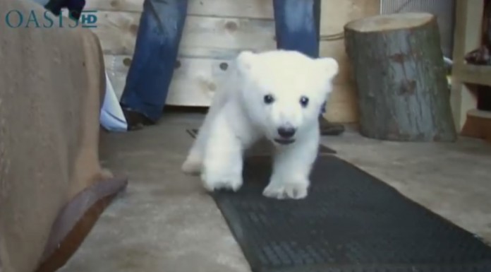 No te pierdas este vídeo tan adorable en el que un oso polar cachorro intenta aprender a andar ¡Precioso!