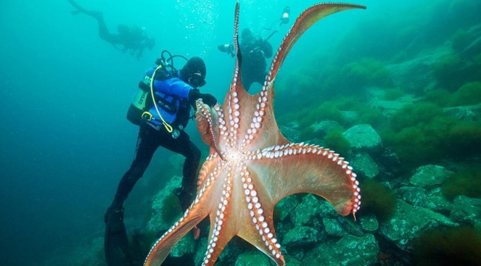 Alucina con lo que hace este pulpo gigante en un acuario de Seattle ¡no te gustaría estar ahí!