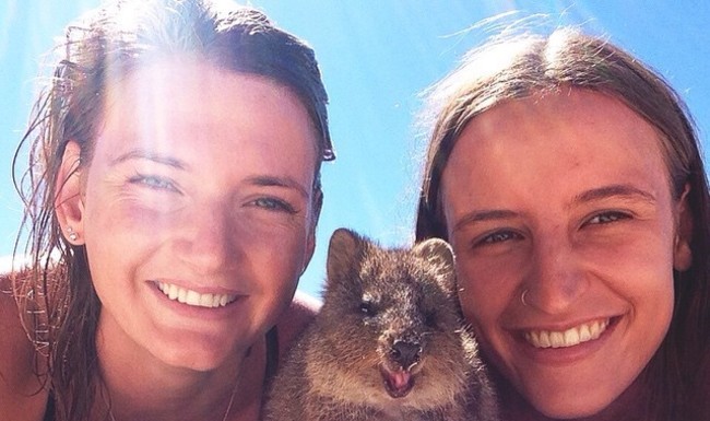 Estas personas se hicieron unos selfies con uno de los animales más lindos del mundo: los quokkas ¡no te pierdas estas imágenes adorables!