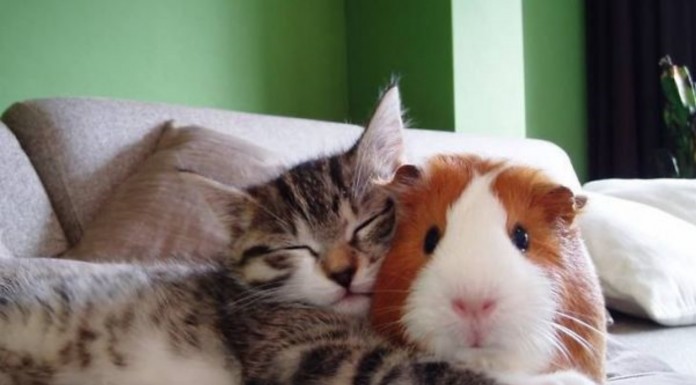 No te podrás creer las parejas tan inusuales de animales que disfrutan de una siesta juntos ¡Ternura máxima!