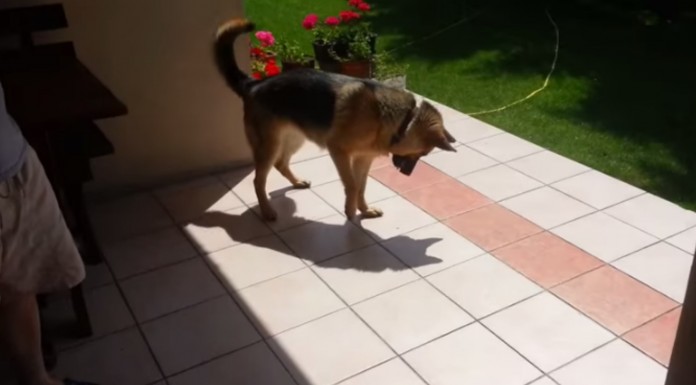 ¿Crees que los animales pueden reconocer sus propias sombras? No te pierdas este vídeo gracioso de un perro luchando contra su sombra