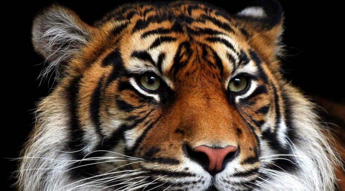 Alucinarás cuando veas la reacción que tiene este tigre al conocer a un divertido perrito LOL