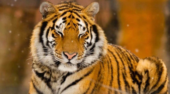 Si molestas a un tigre te puedes encontrar con una situación un tanto «agresiva» xD Mira cómo reacciona este tigre cuando una familia le molesta