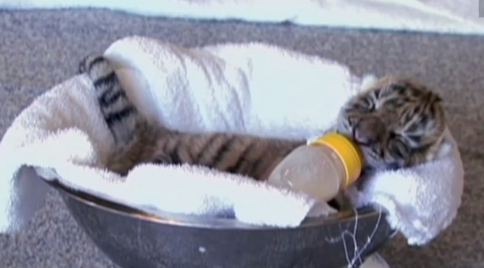 Es uno de los animales más temidos de la jungla pero cuando un tigre es un bebé ¡es para comérselo a besos!