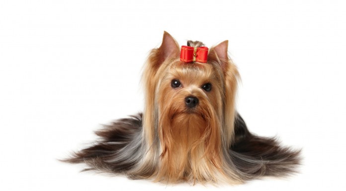 Mira qué manera tan tierna tiene este perrito Yorkie de cuidar a un bebé ¡adorable!