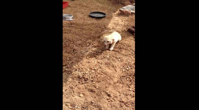 Realmente adorable la manera tan divertida que tiene de reaccionar este zorro cuando se reúne con su mejor amigo: ¡un gato!