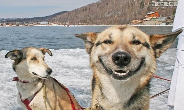 Dramas perrunos ¿podrás parar de reír?