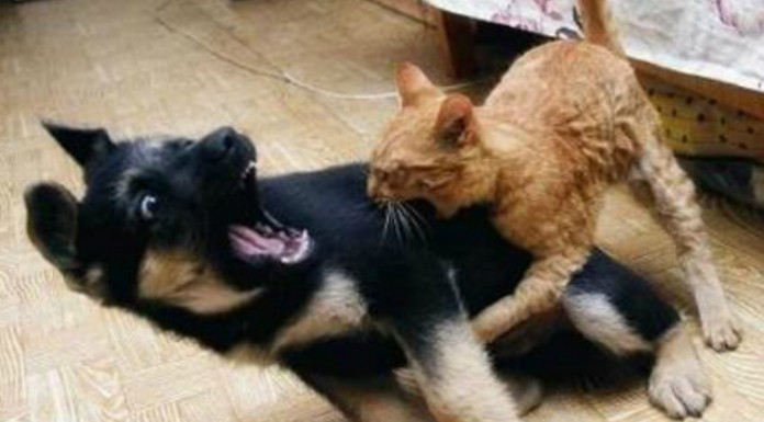 Animales peleándose ¡graciosísimos!