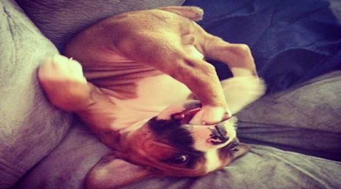 Perro cabreado con su pata ¡BUENÍSIMO! Perro cabreado con su pata ¡BUENÍSIMO!