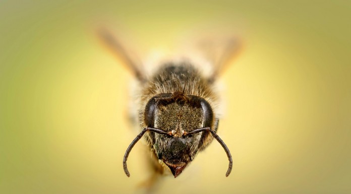 ¿Te imaginas que se escapen abejas en un ascensor? Pues tienes que ver esta broma. ¡Risas garantizadas!