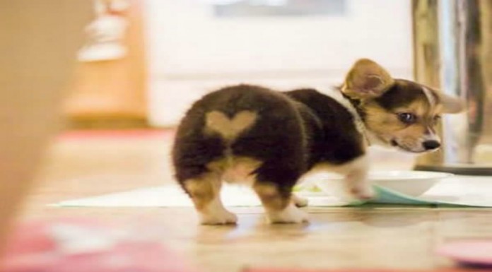 10 animales con manchas ¡muy simpáticas! (Parte I)